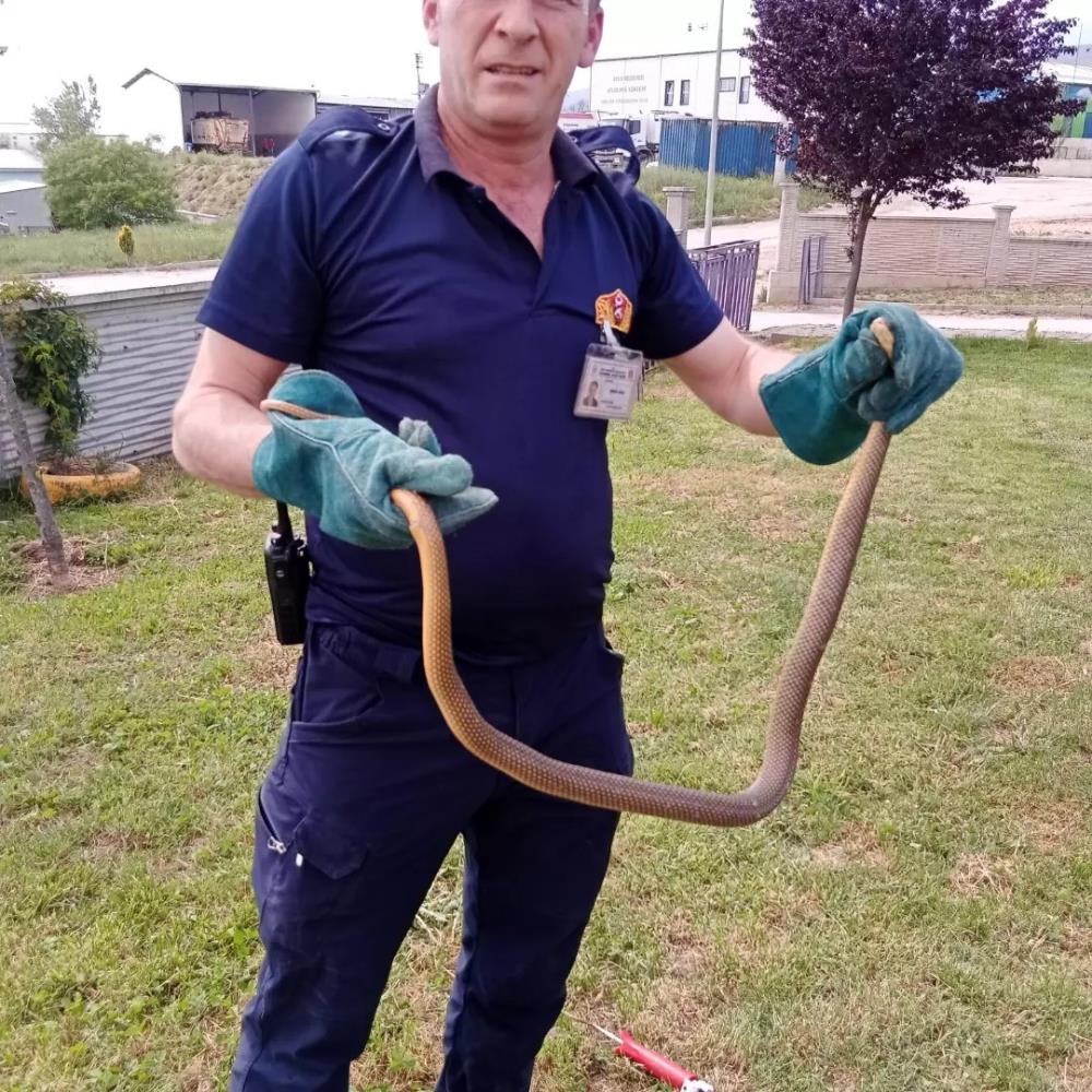 Bolu’da Yılan Paniği, ortalık karıştı
