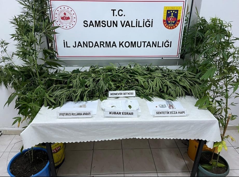 Samudna kenevir operasyonunda gözaltılar var