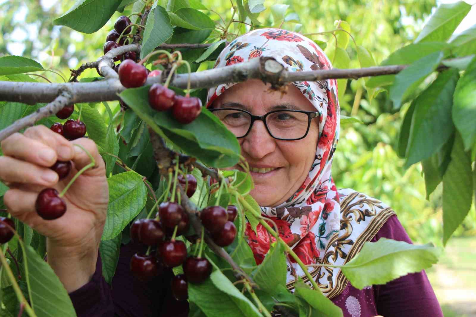 Amaysa kirazı toplanmaya başlandı , rekoltenin yüksek olması bekleniyor