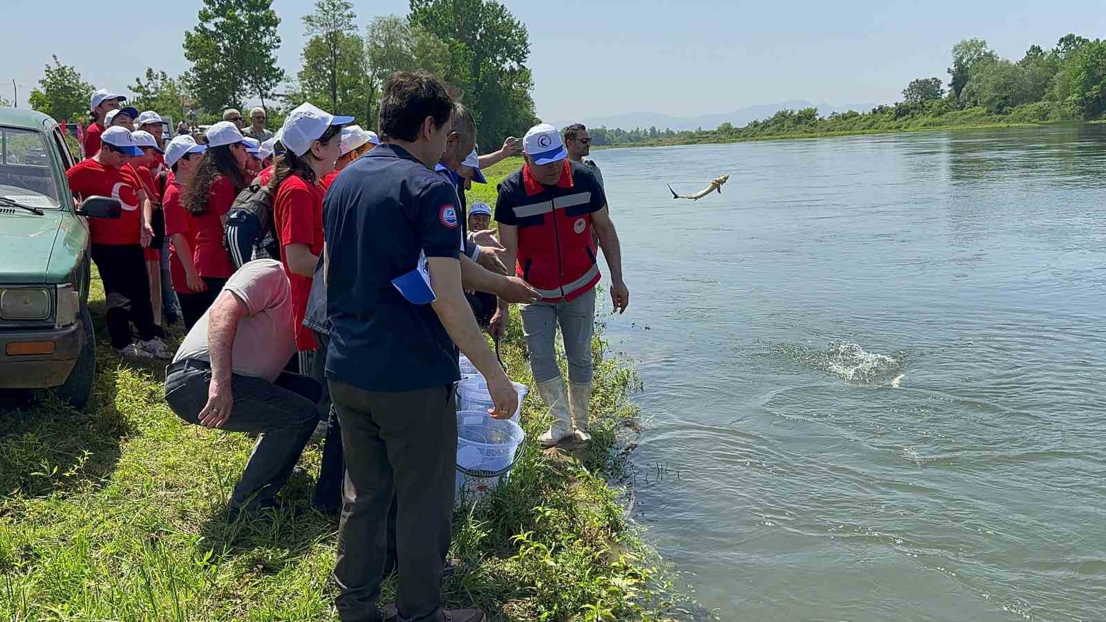 Samsun'da 5 bin mersin balığı salındı