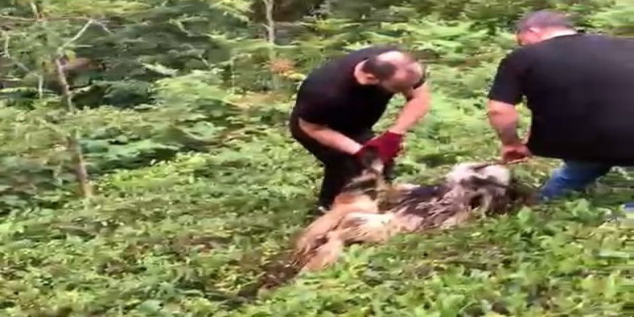 Rize'de Keçi keçiliğini yaptı , Bayram günü kaçtı 3 gün sonra dağlık alanda bulundu