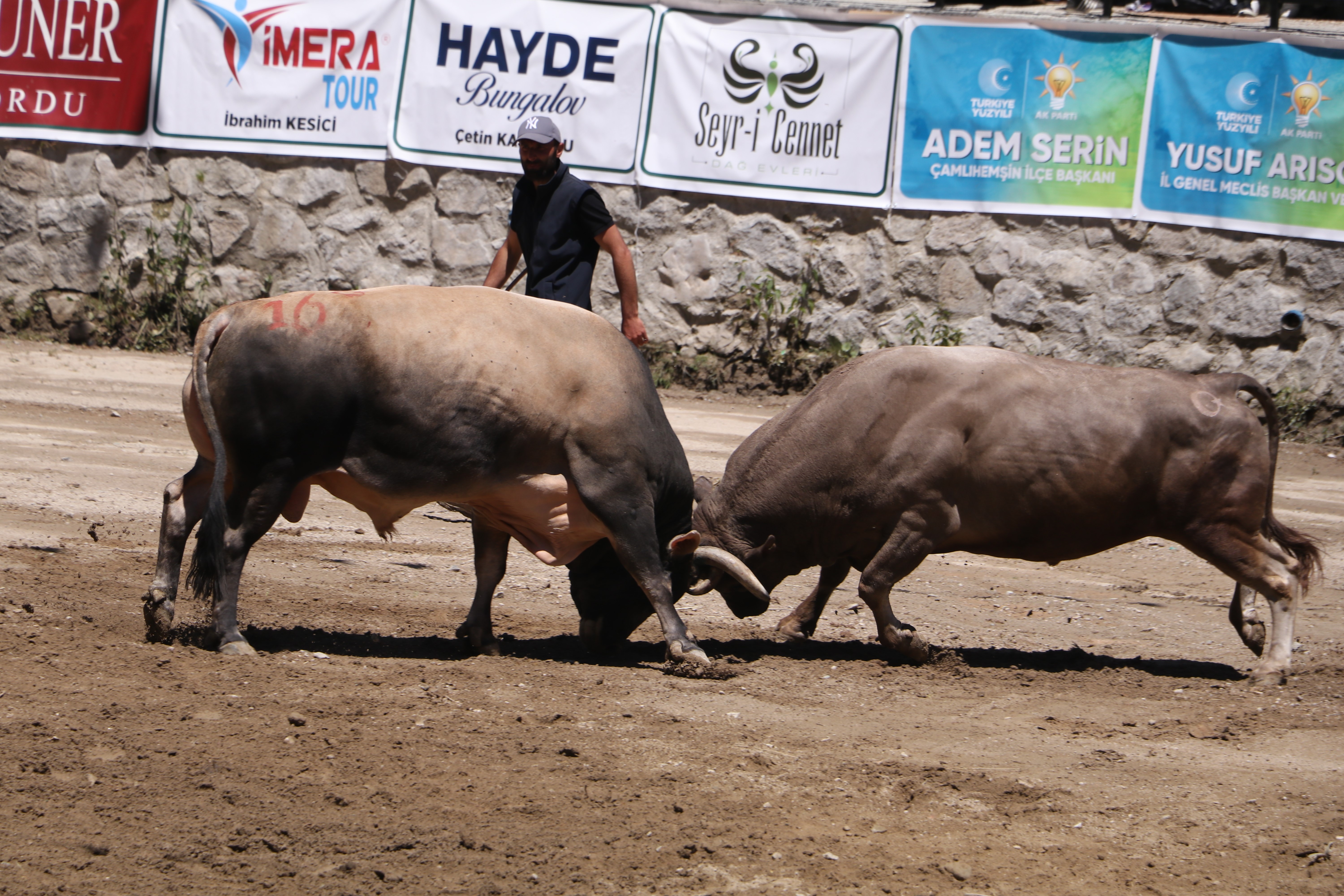 Ayder'de 28. Düzenlenen boğa güreşleri nefes kesti
