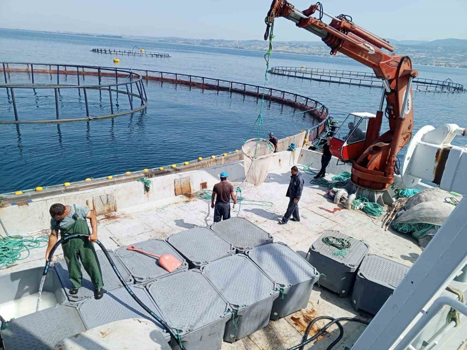 Samsun'da Hayvansal Ürün İhracatından Milyonlarca Döviz Geliri elde edildi