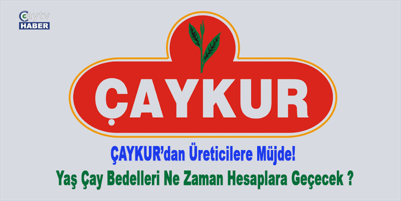 ÇAYKUR’dan Üreticilere Müjde! Yaş Çay Bedelleri Ne Zaman Hesaplara Geçecek ?