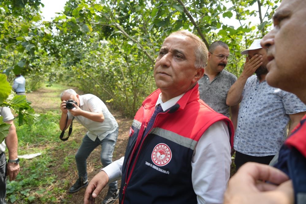 Fındık Hasadında En İyi Yöntem Silkeleme İle Yerden Toplama