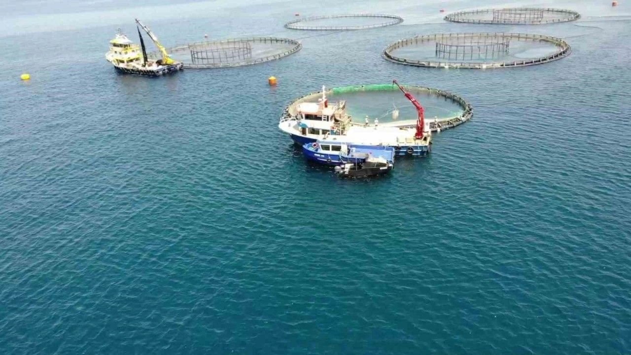 Doğu Karadeniz Rekora Doğru Gidiyor , Rize Su Ürünleri İhracatı İle Doğu Karadeniz 2. Sırada