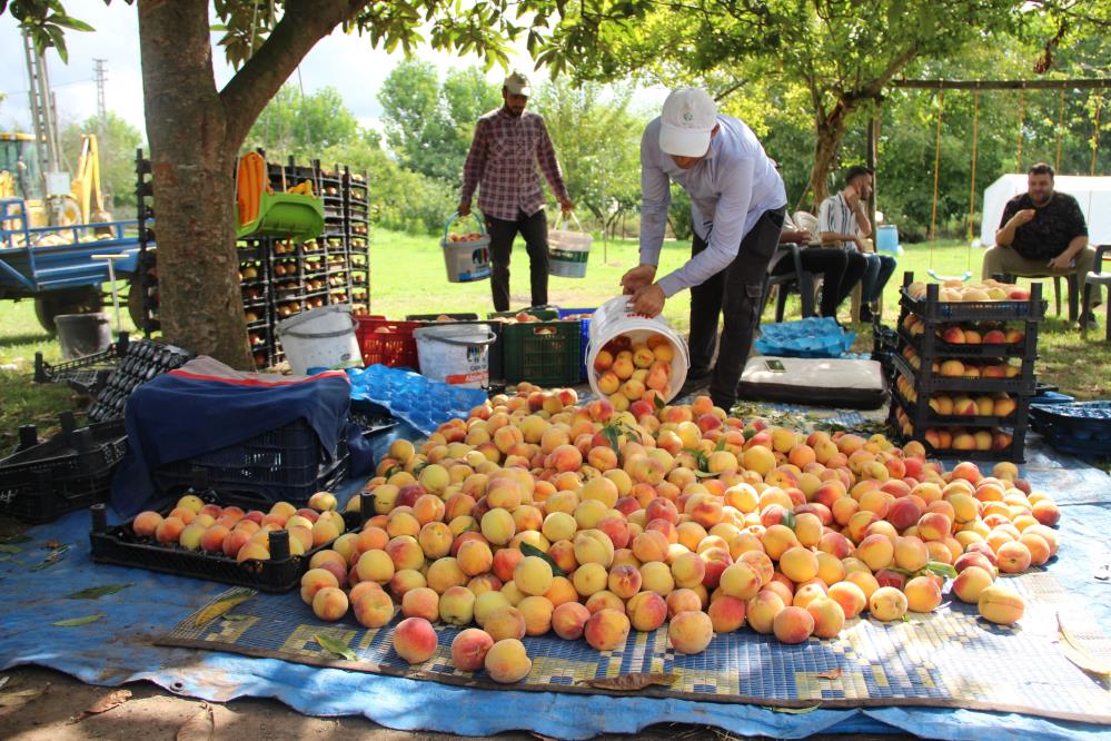 Çarşamba Ovası’nda Şeftali Hasadı, TARLADA 20 TL, PAZARDA 50 TL’YE SATILIYOR