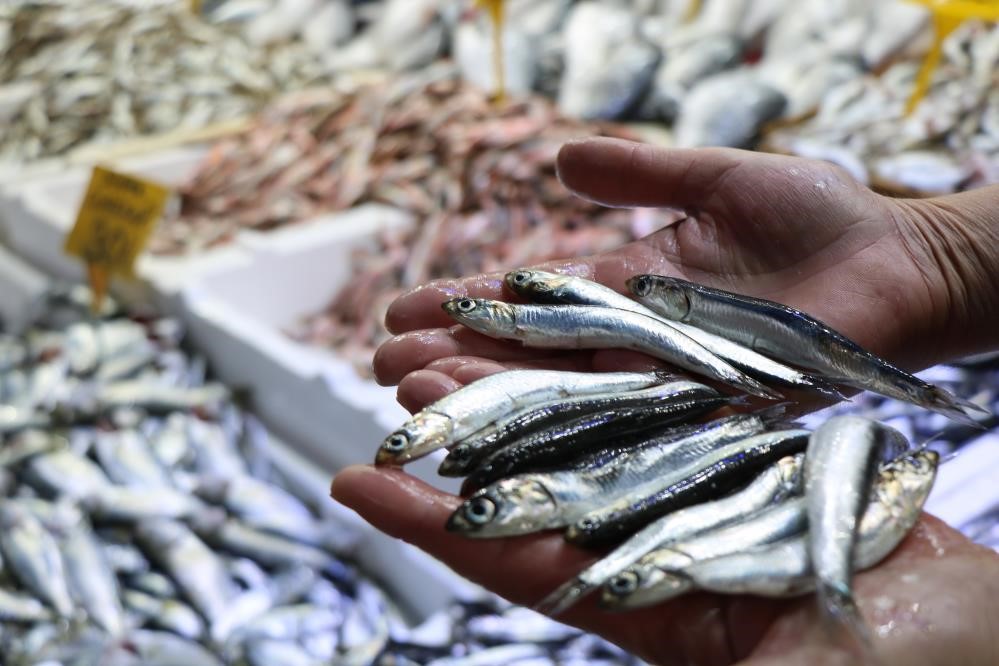 Hamsinin Toplam Avlanabilir Miktarı 400 Bin Ton Olarak Belirlendi