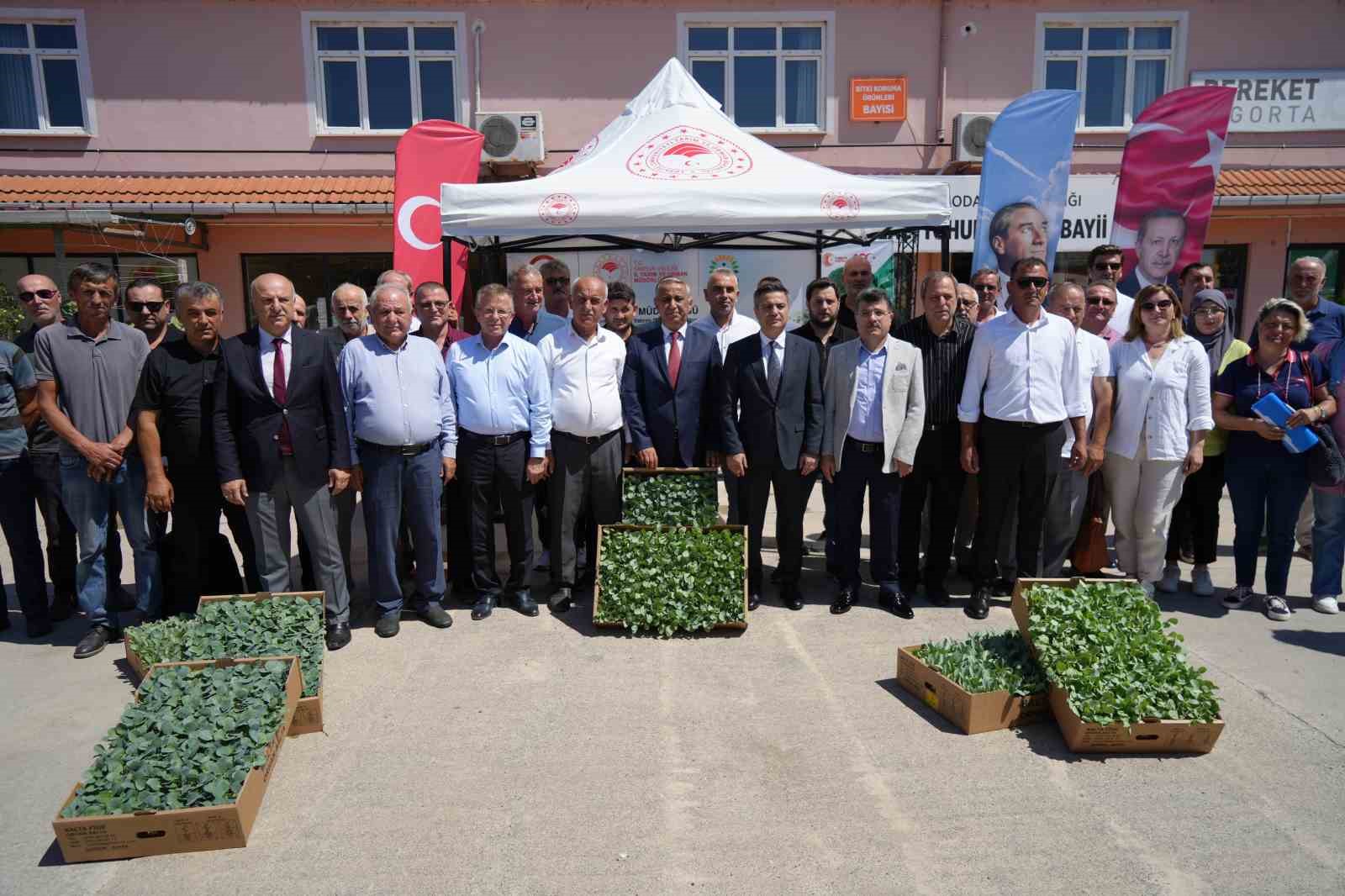 Bafra Ovası’nda Çiftçilere 270 Bine Yakın Kışlık Sebze Fidesi Dağıtıldı