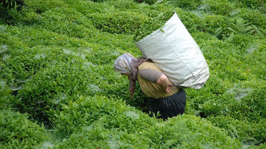 ÇAYKUR'dan Önemli Duyuru: Yaş Çay Alımları Artık Çay Bezi ile Yapılacak