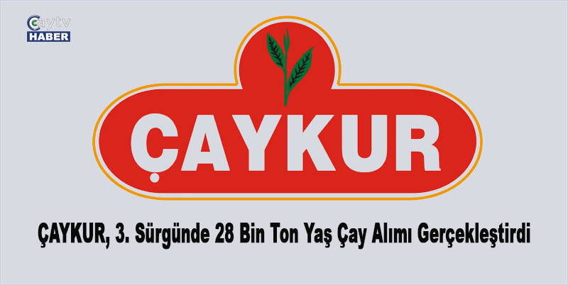 ÇAYKUR, 3. Sürgünde 28 Bin Ton Yaş Çay Alımı Gerçekleştirdi