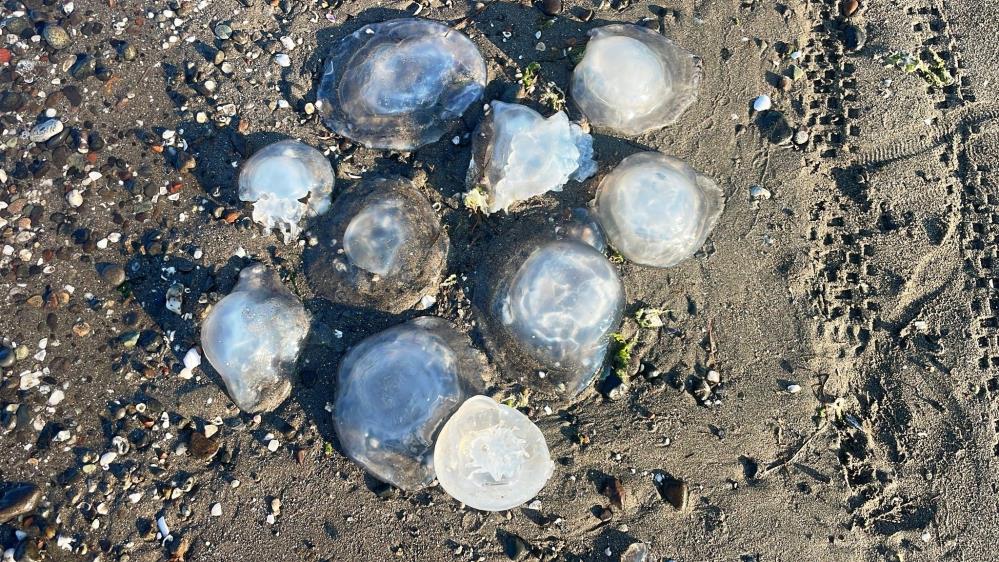 Karadeniz’deki Büyük Tehlike , Yakında denizanasından başka bişey kalmayabilir