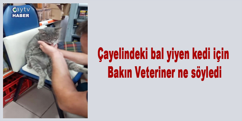 Çayelindeki bal yiyen kedi için bakın veteriner ne söyledi