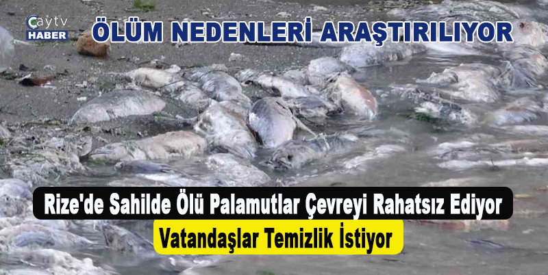 Rize'de Sahilde Ölü Palamutlar Çevreyi Rahatsız Ediyor: Vatandaşlar Temizlik İstiyor