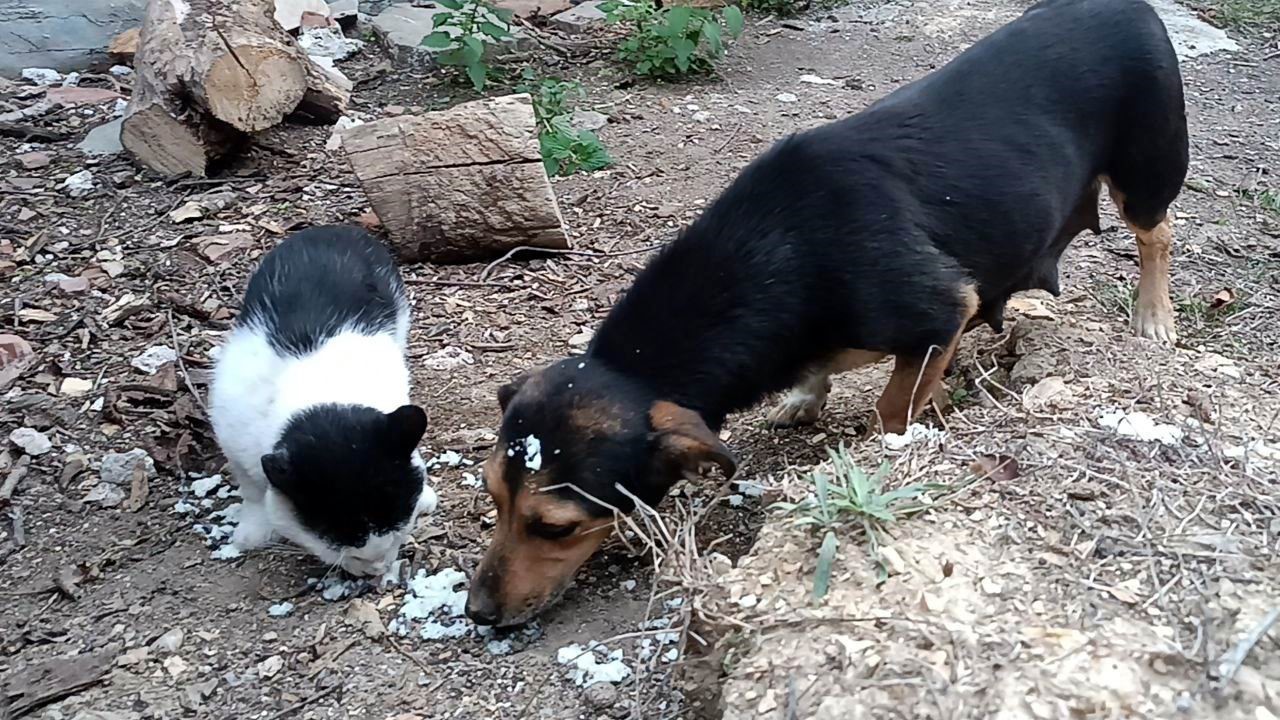 Samsun Kedi Ve Köpek, Didişmek Yerine Dost Olmayı Seçti