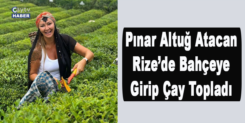 Pınar Altuğ Atacan Rize’de Bahçeye Girip Çay Topladı