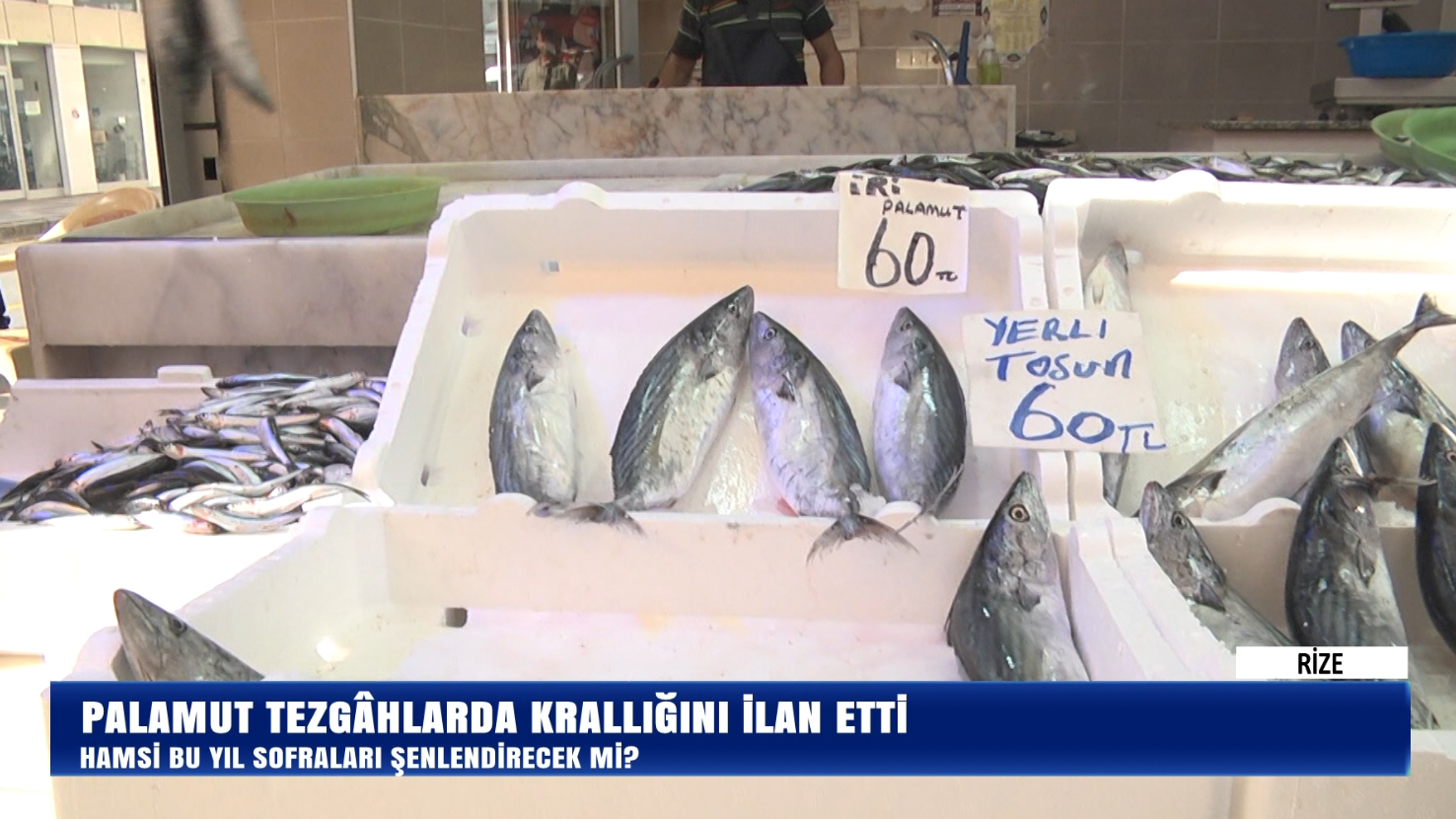 Palamut Tezgahlarda Krallığını İlan Etti: Bu Yıl Sofraları Şenlendirecek mi?