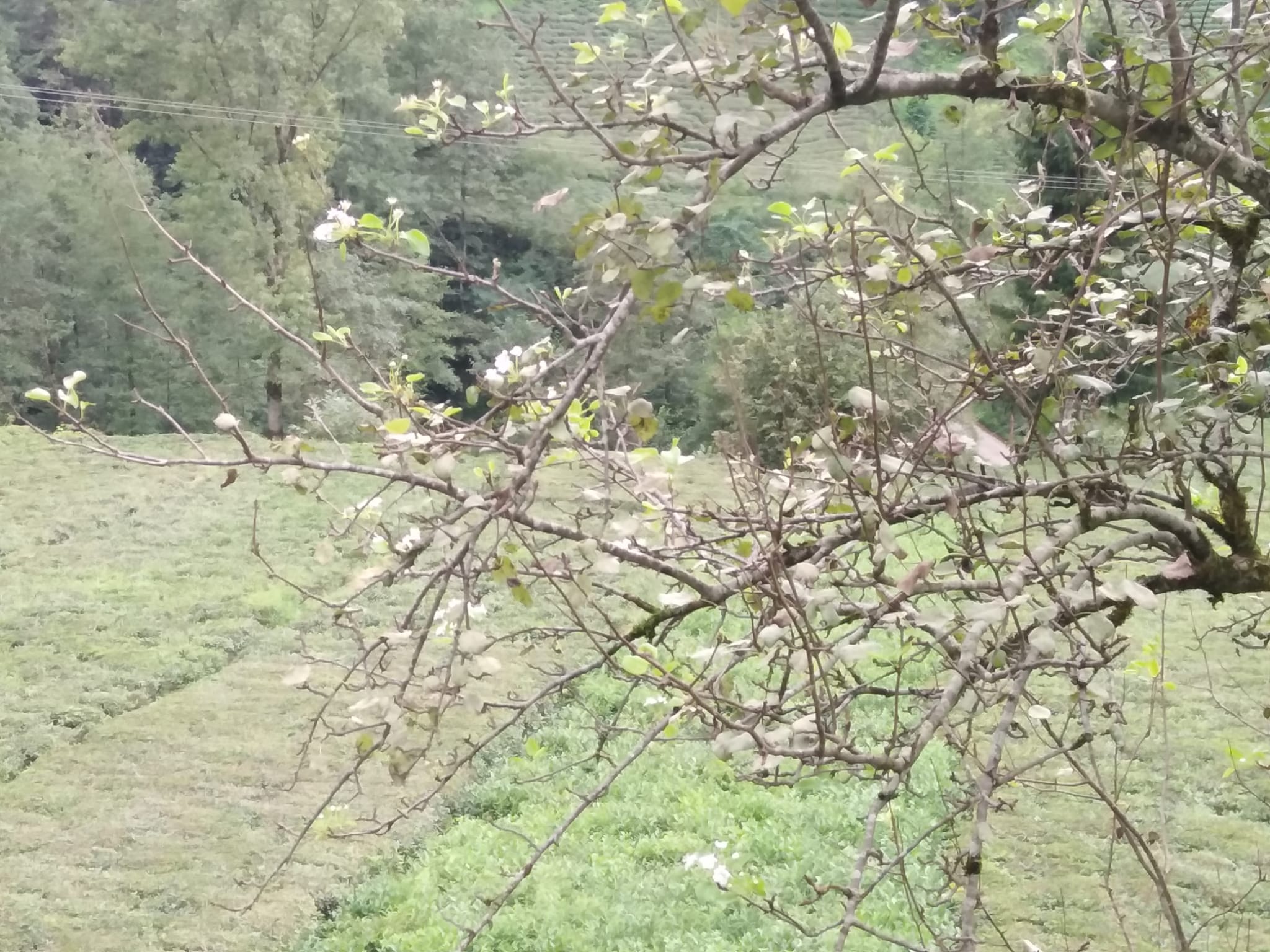 Rize'de Sıra Dışı Doğa Olayı: Eylül Ayında Armut Ağacı Çiçek Açtı