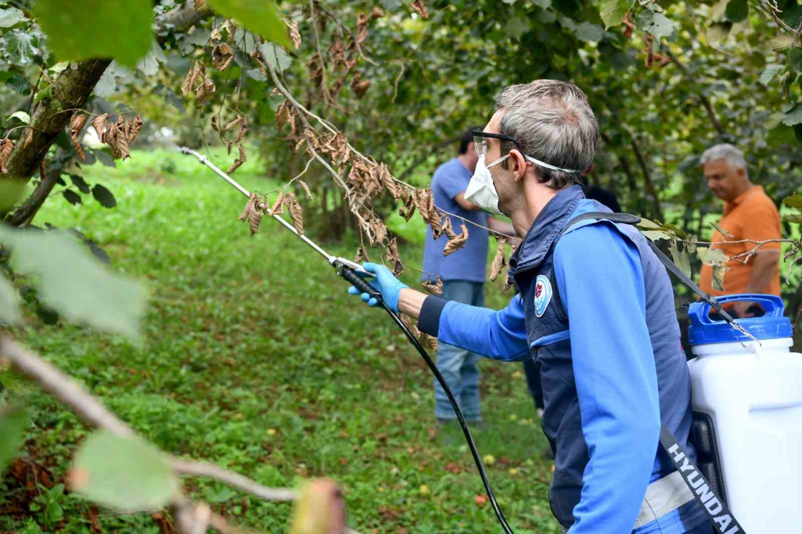 Doğu Karadeniz'de Kahverengi Kokarca İle Mücadele Sürüyor