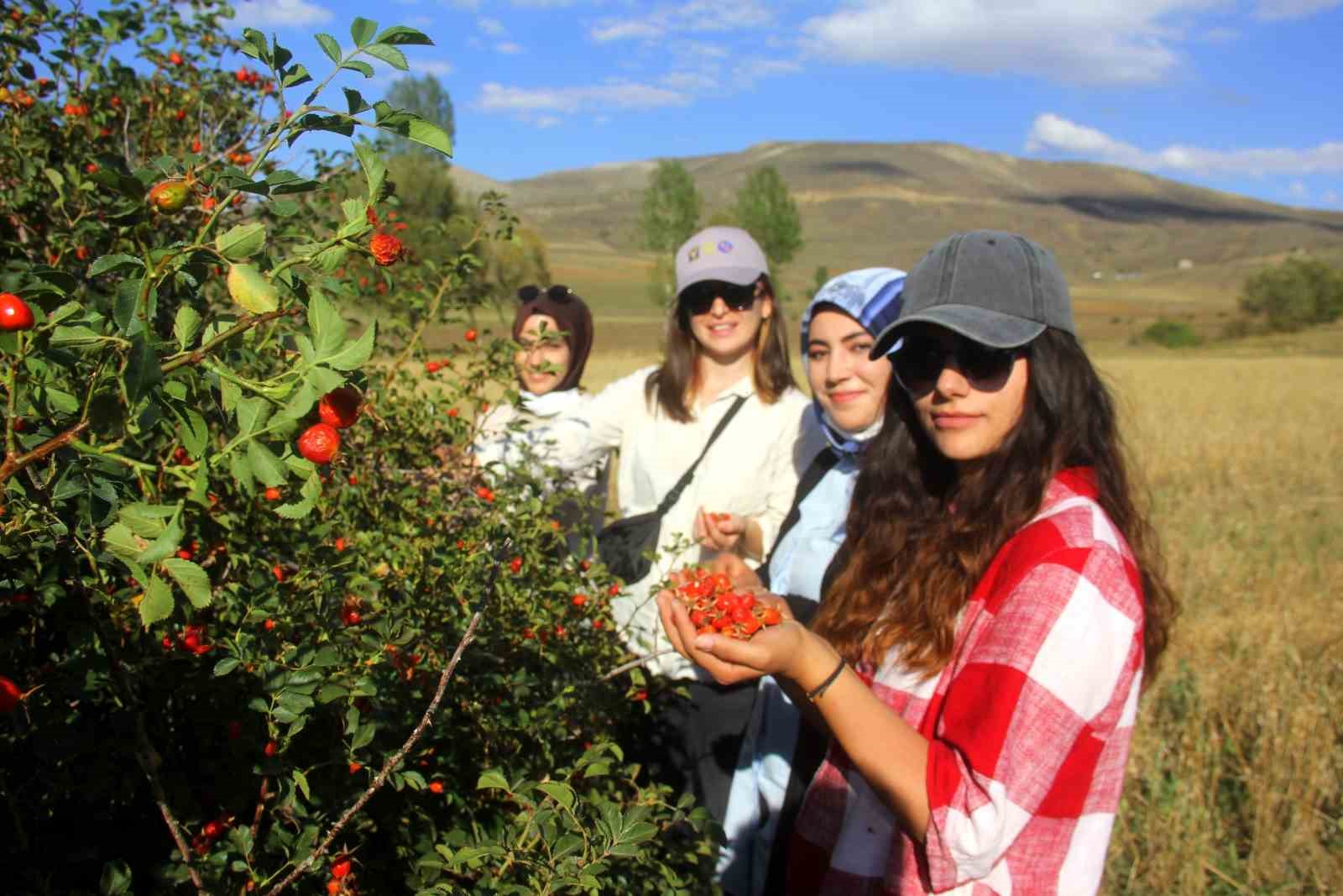 Bayburt’ta Kuşburnu Alımı Başladı , başvurular nereye yapılacak ?