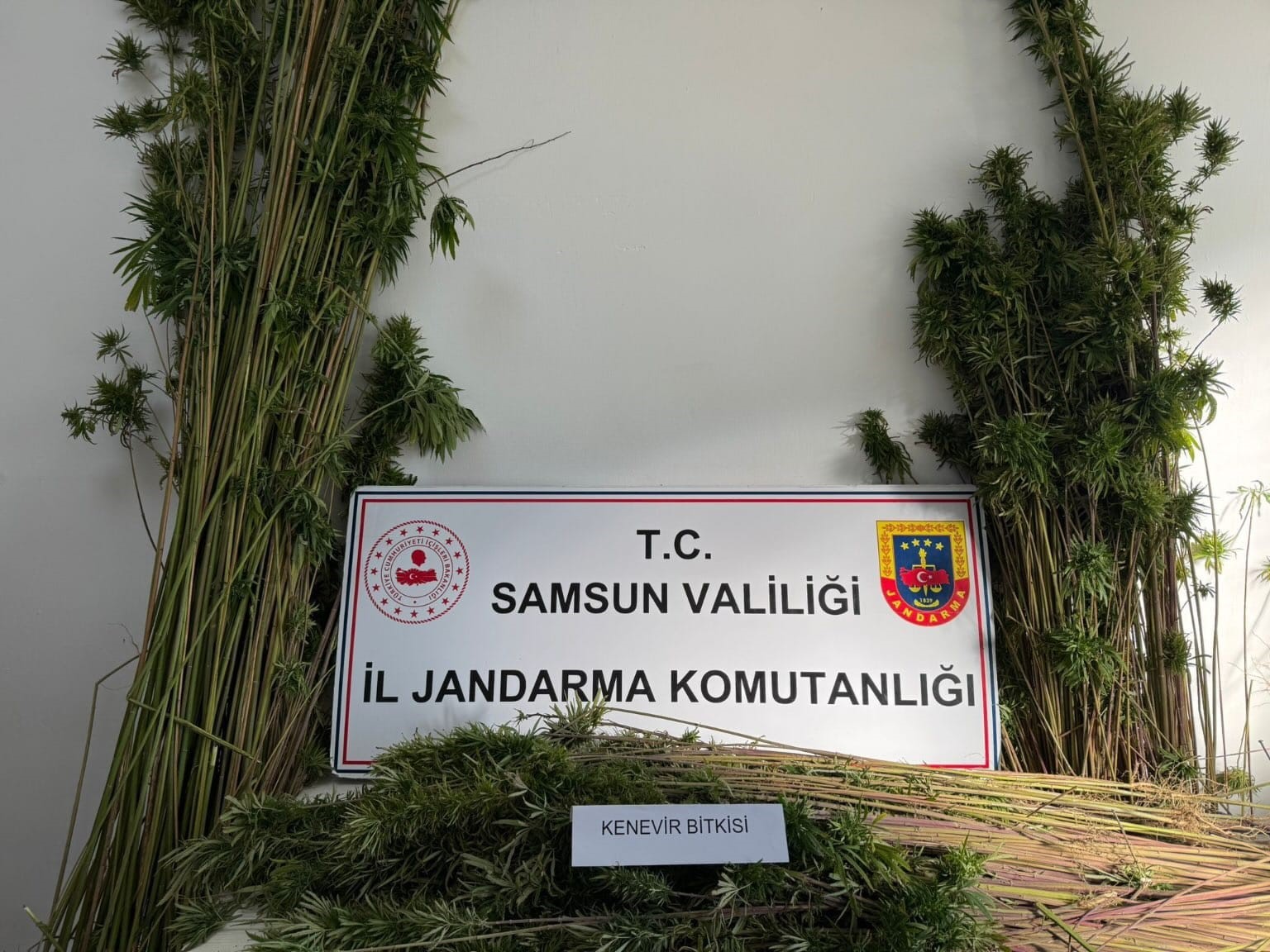 Samsun'da Arazide 957 Kök Kenevir Bitkisi Ele Geçirildi