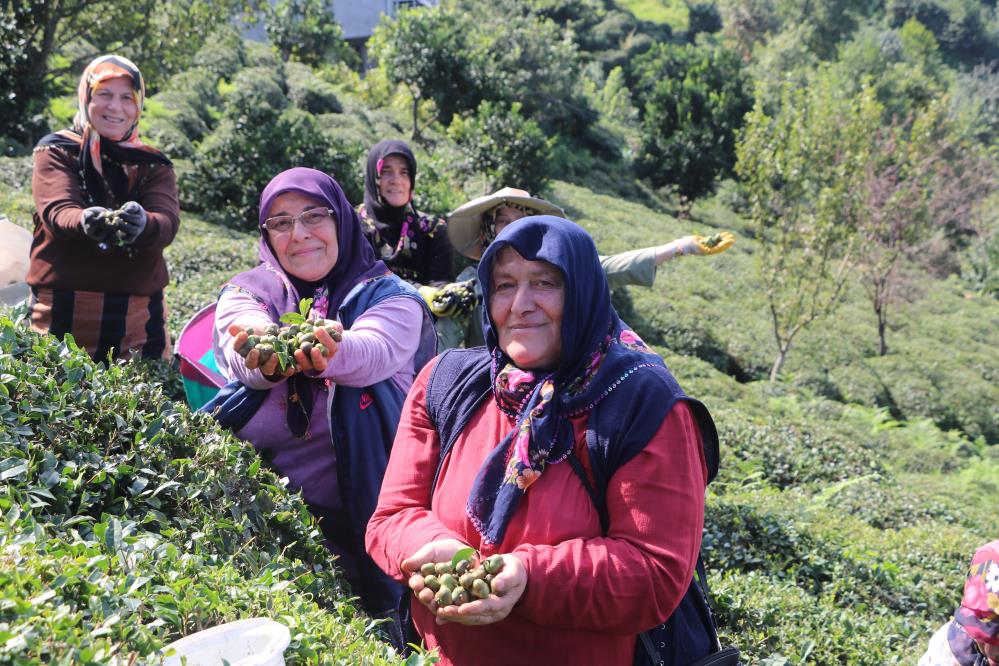 Çayın herşeyi para , ama çalışana. Artık tohumundanda para kazanılabilecek