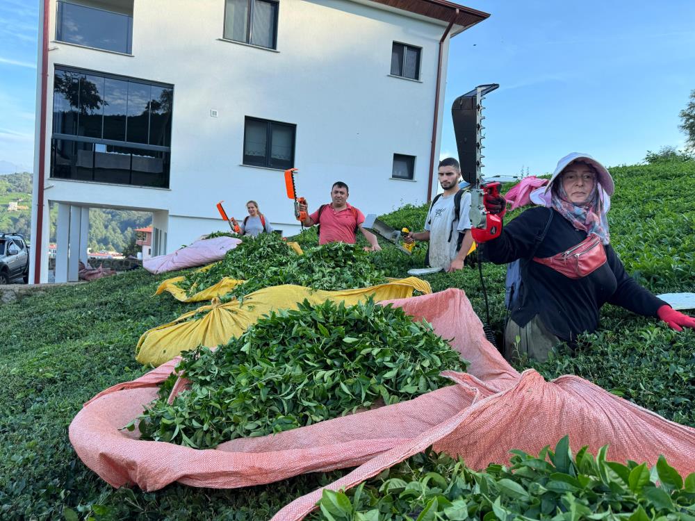 Rize'de Çayda 4. Sürgün Geldi, Üreticilerin Yüzü Güldü