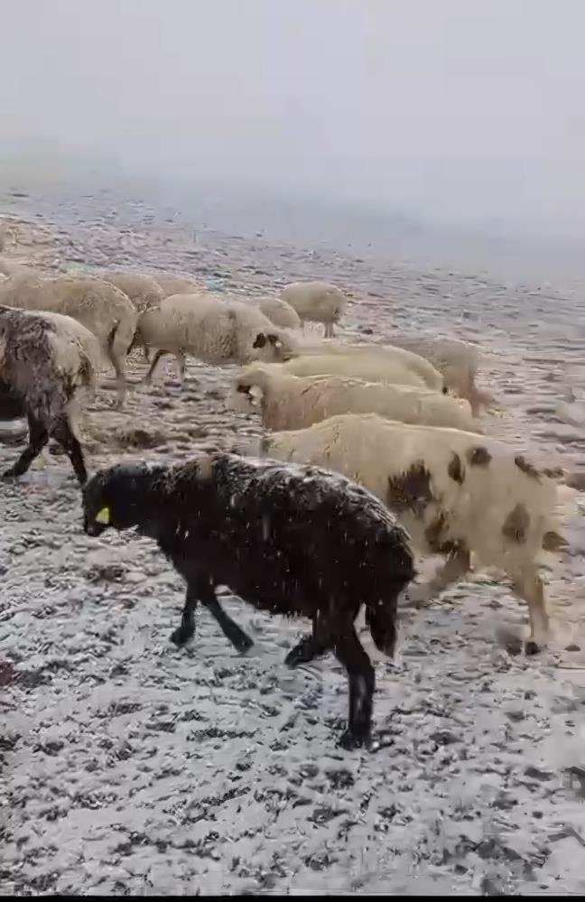 Tokat'ta Yaylada Otlayan Koyunlar Kar Altında Kaldı