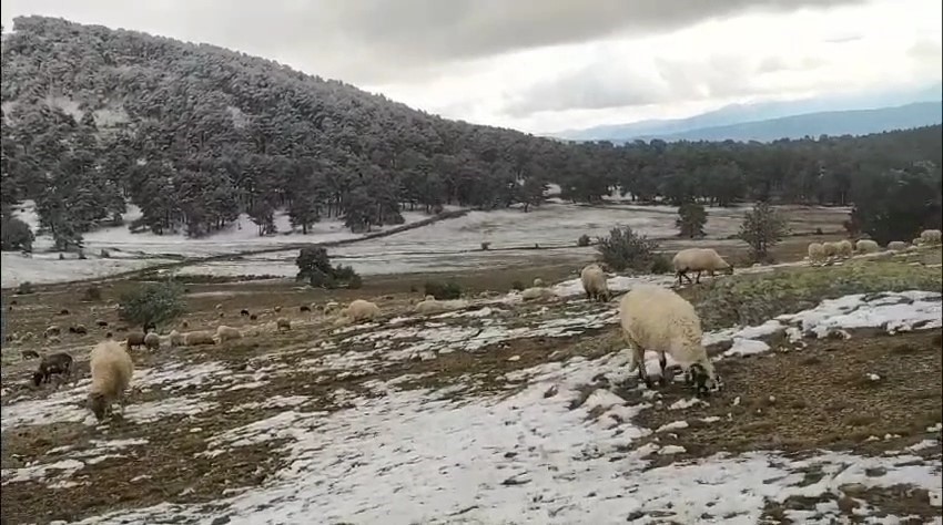 Tokat'ta Kar Yağışına Yaylada Yakalandı, Koyunlarına Türkü Söyleyerek Duygusal Anlar Yaşattı