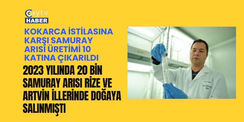 Karadenizin bela böceği için samuray arısı üretimi 10 katına çıkartıldı
