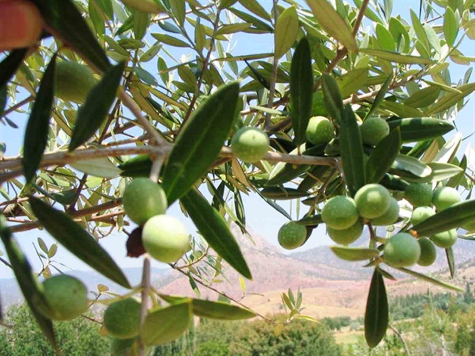 Samsun’da 11 Hektarlık Alanda Yabani Zeytin Aşılaması Yapıldı