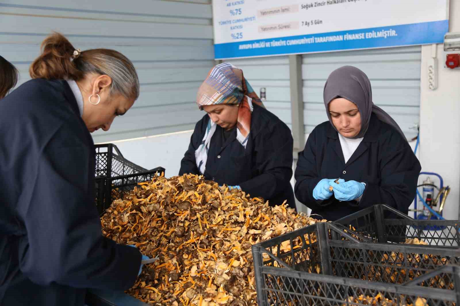 Kastamonu Ormanlarından Avrupa’ya 100 Milyon Liralık Mantar İhracatı yapıldı