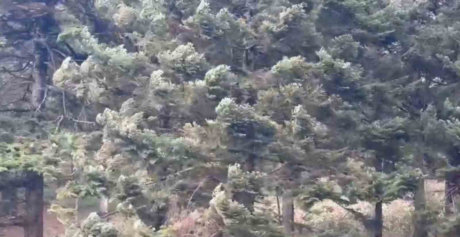 Bolu’da Kuvvetli Rüzgar Etkili Oluyor