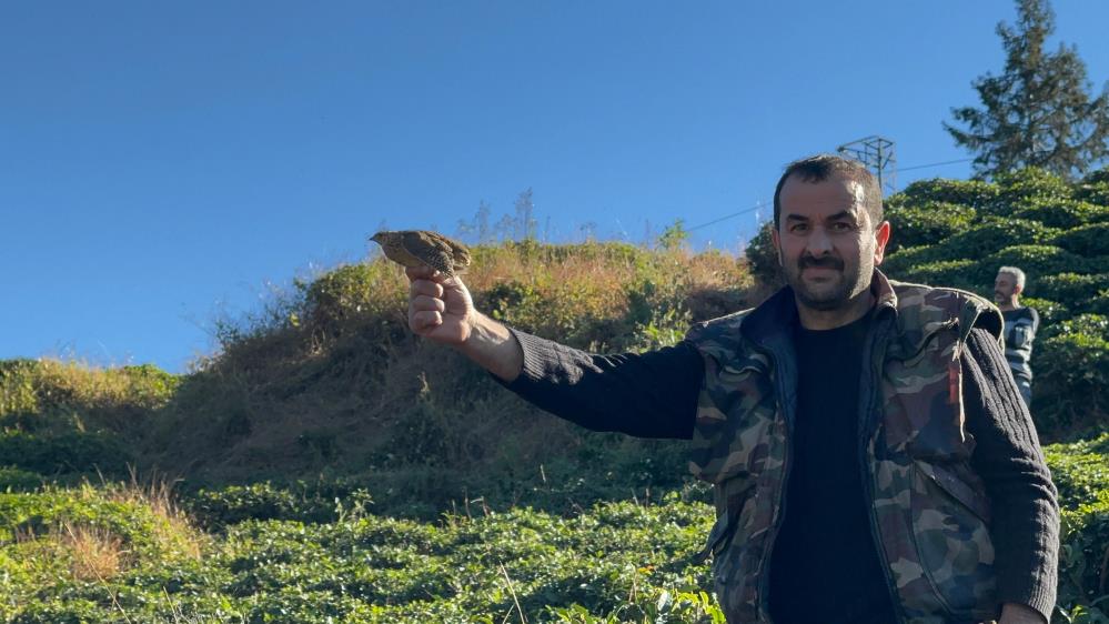 Rize'de Atmacalar bıldırcın avı için yarıştılar