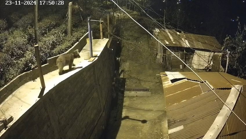Rize'de Kış Uykusuna Yatmak Yerine Haylazlığı Tercih Etti