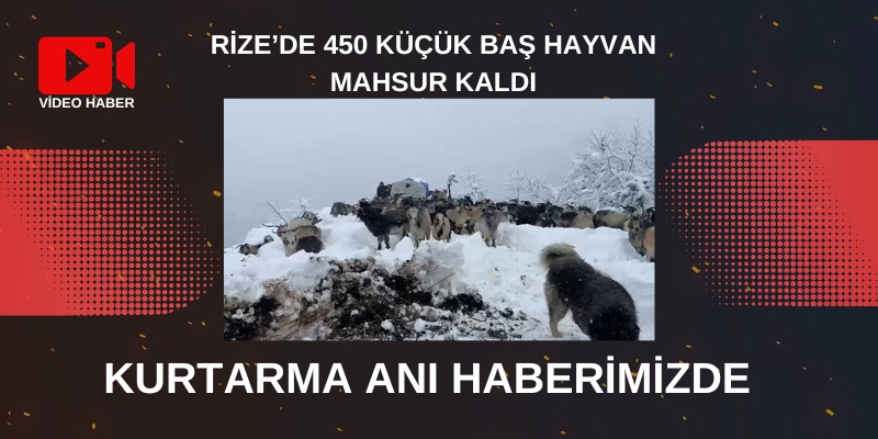 Rize'de Handüzü Yaylası'nda Mahsur Kalan Çobanlar ve Hayvanları Kurtarıldı