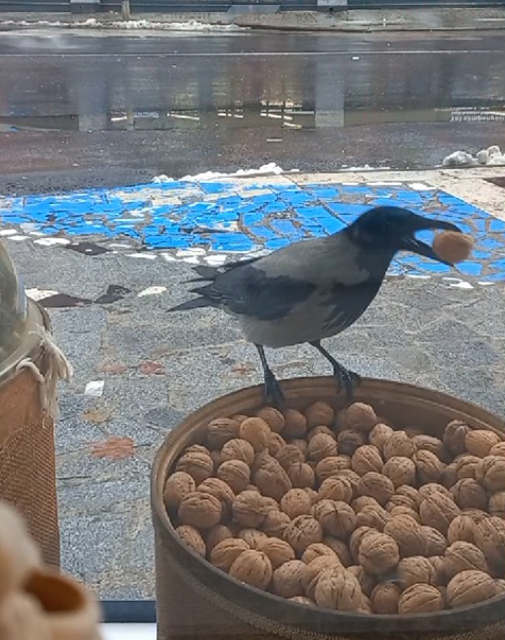 düzce'de Ceviz Hırsızı Karga Kamerada