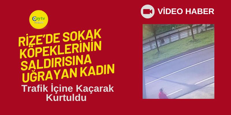 Rize’de Sokak Köpeklerinin Saldırısına Uğrayan Kadın, Trafik İçine Kaçarak Kurtuldu
