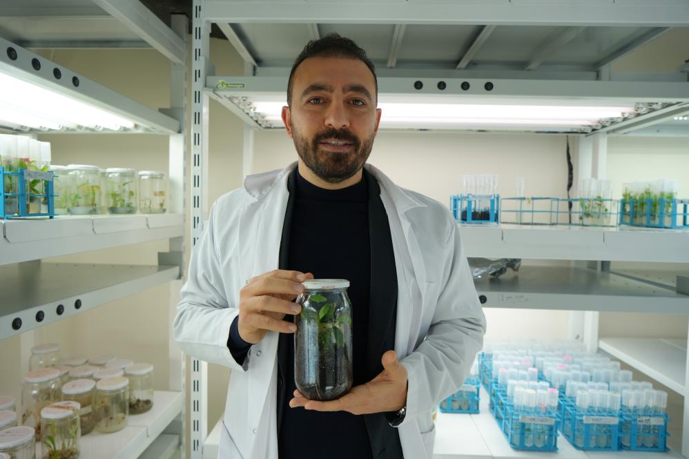 Türkiye’nin İlk Yerli Ve Milli Klonal Kestane Anaçları Geliyor