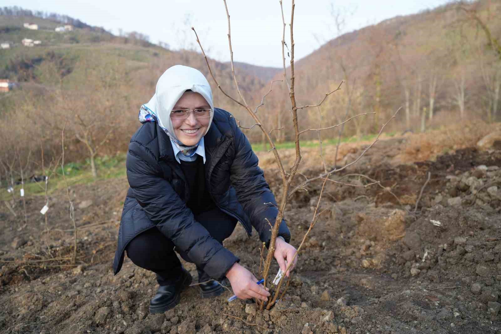 Samsun'da Fındık Üreticisinin En Büyük Derdi Tarih Oluyor