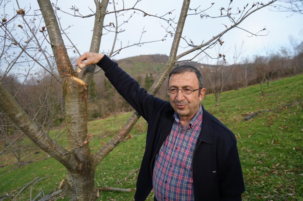 Samsun'da Yıllardır Süren Araştırma: 500 Bitkiden Sadece 35’i Sağlam Kaldı