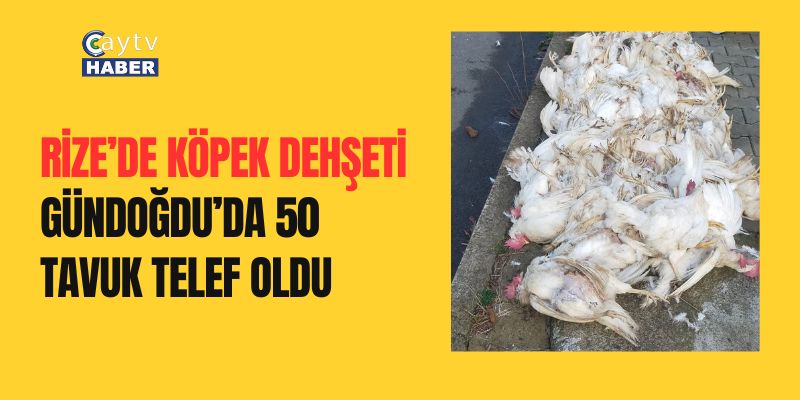 Rize’de Köpek Dehşeti: Gündoğdu’da 50 Tavuk Telef Oldu