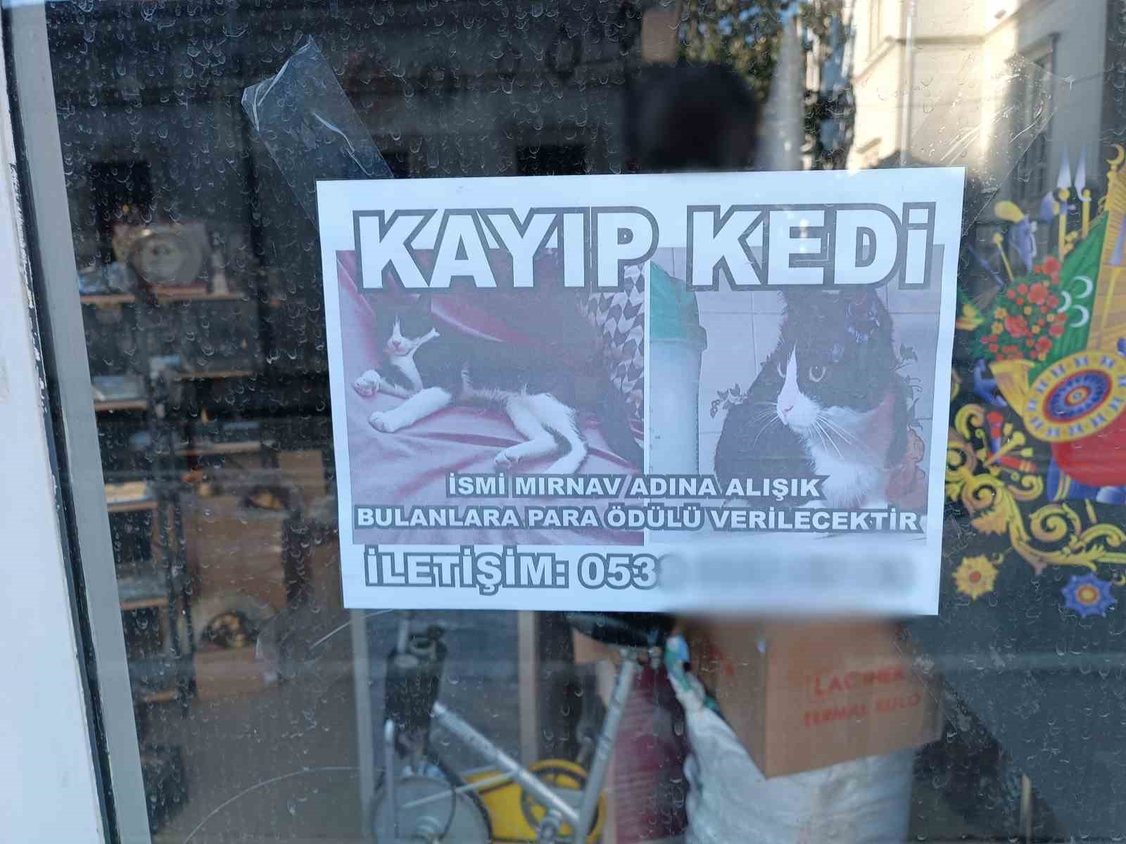 Samsun'da Kayıp Kediyi Bulana Para Ödülü