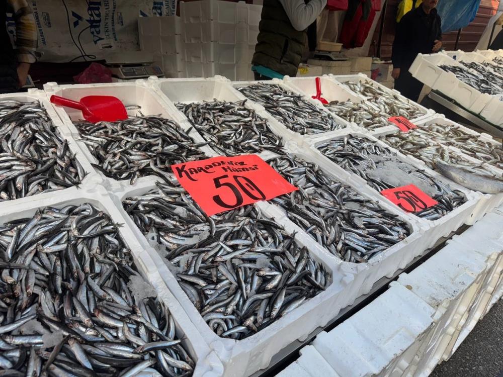 Karadeniz'de Hamsi Ve İstavrit Yüz Güldürdü