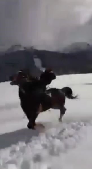 Şavşat'ta Kar Üzerinde 4 Nala Eğlence Kötü Bitti