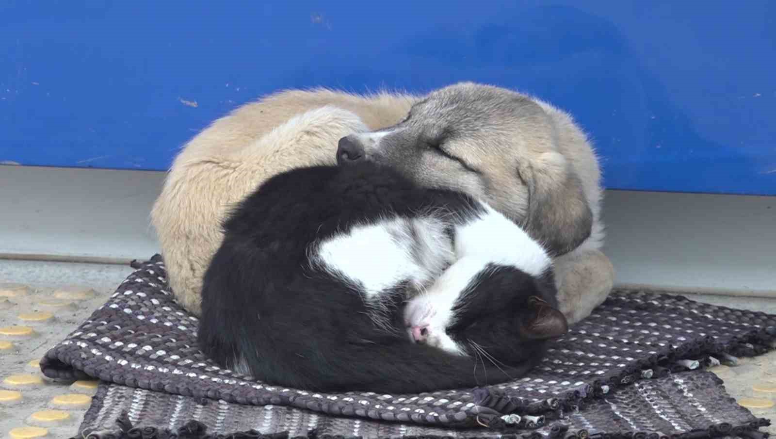 Kedi Ve Köpeğin Görüntüsü Soğuk Havada Yürekleri Isıttı