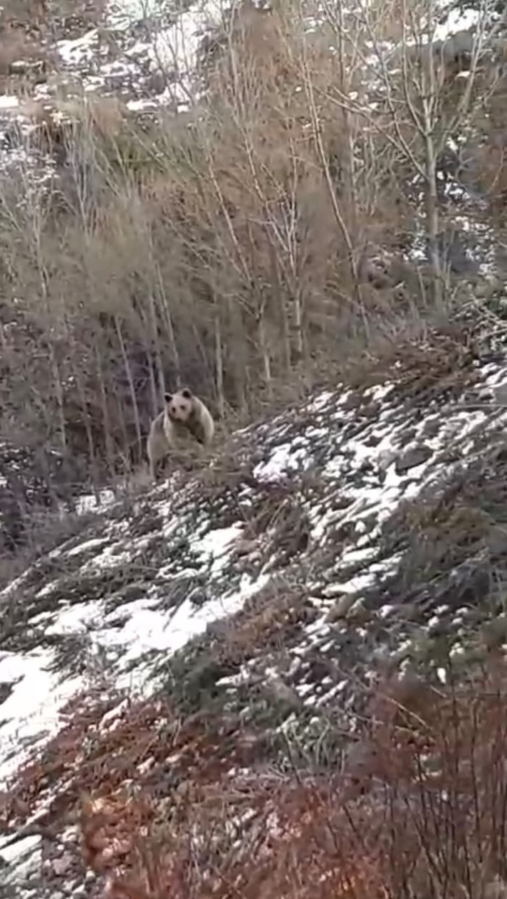 Gümüşhane Kent Merkezine Yakın Noktada Karşılarına Ayı Çıktı