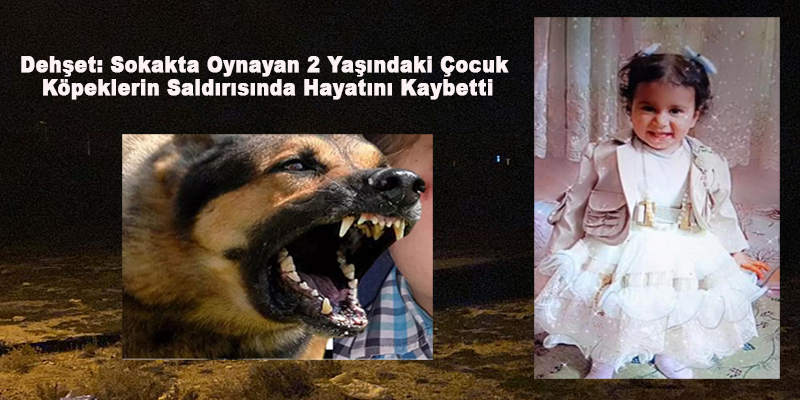 Konya’da Dehşet: Sokakta Oynayan 2 Yaşındaki Çocuk Köpeklerin Saldırısında Hayatını Kaybetti