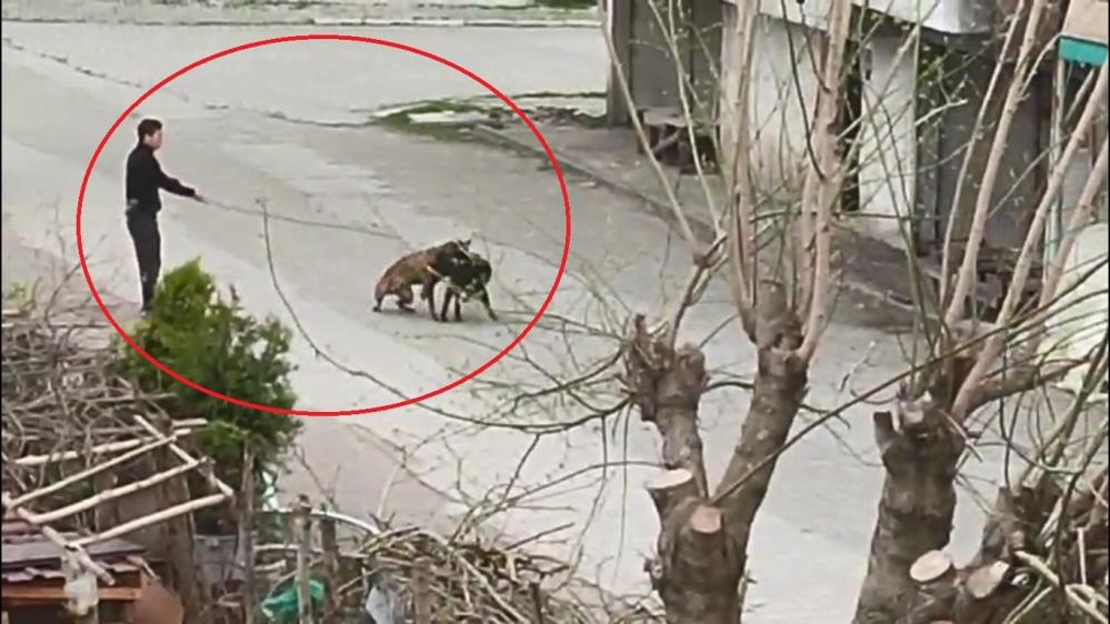 Tasmasından Tuttuğu Köpeğini, Sokak Köpeklerine Saldırttı