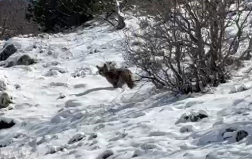 Yayla Evlerini Tahrip Eden Ayılardan Biri Kaçarken Görüntülendi: Köpek Sesi Çıkararak Ayının Dikkatini Çekmeye Çalıştı